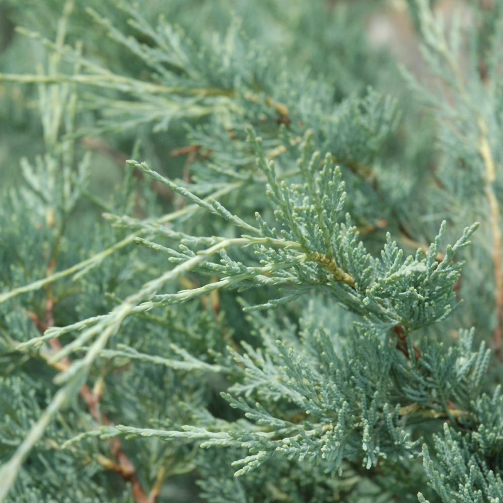 Juniperus scopulorum 'Moonglow'
